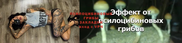 ПСИЛОЦИБИНОВЫЕ ГРИБЫ Заводоуковск